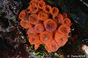 Tubastraea coccinea-Bonaire Buddy reef-11m-20180221-Denis-ADER-DSC_7359_tn